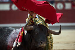 Domingo Lopez Chavez looks on after a pase de pecho